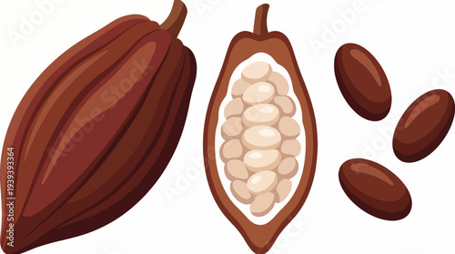 A detailed illustration of a cocoa pod halved to reveal the seeds inside, accompanied by cocoa beans, highlighting the beauty and richness of chocolate's origins.