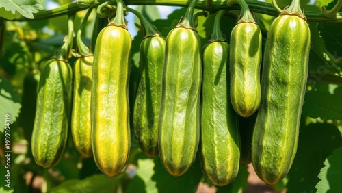 Multiple cucumbers in different ripeness stages on the vine. Generative AI