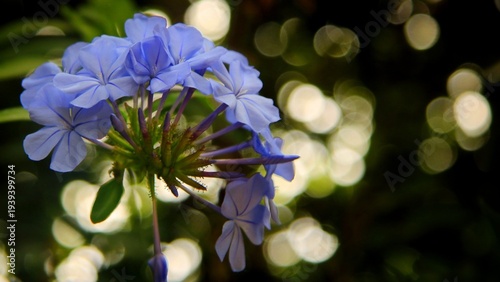 Bilde på lerret Blue plumbago blossom with soft bokeh lights