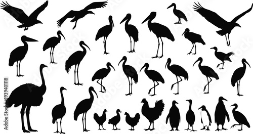 Bird silhouette vector illustration, diverse species including cranes, penguins, chickens, ostrich, herons in flying and standing poses for design, art
