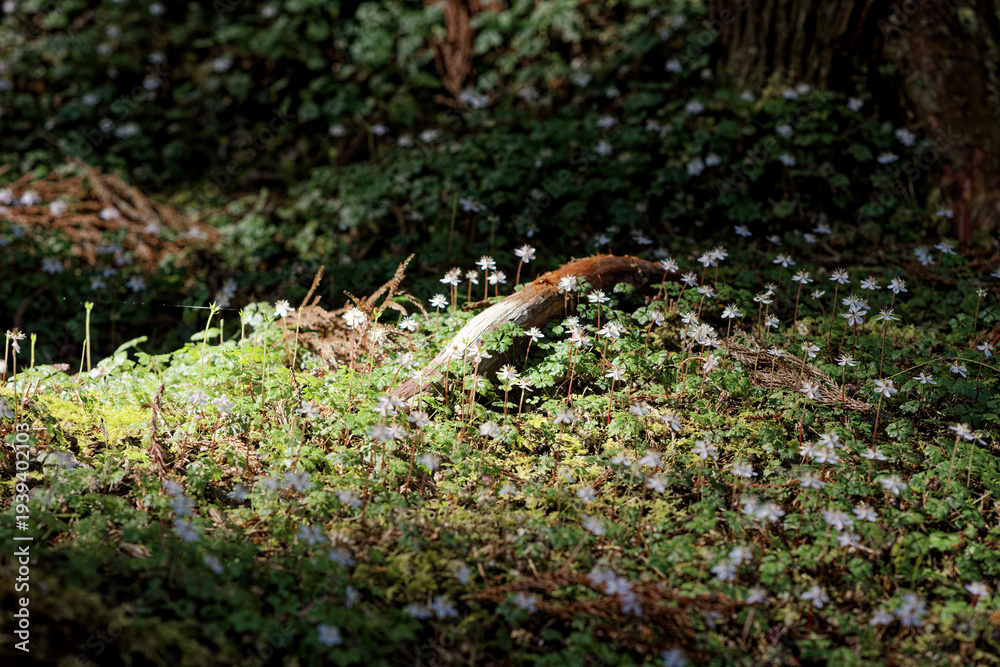 Obraz premium バイカオウレンの群生