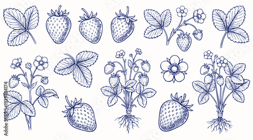Set of strawberry. Hand drawn illustration strawberry and plants. Vintage illustration. Engraved hand drawn sketch, isolated on white background.