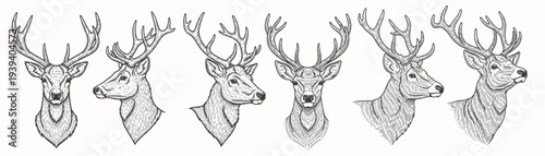 Sets of Vintage Deer Head Illustration. Engraved hand drawn sketch, isolated on white background.