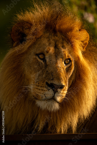 Close-up of male lion lying tilting face