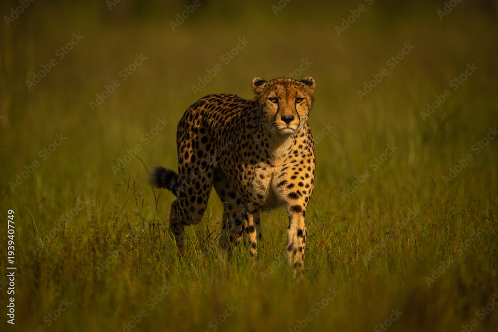 Fototapeta premium Female cheetah approaches camera through long grass