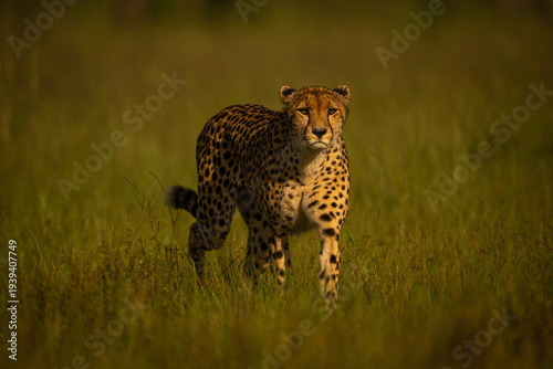 Female cheetah approaches camera through long grass