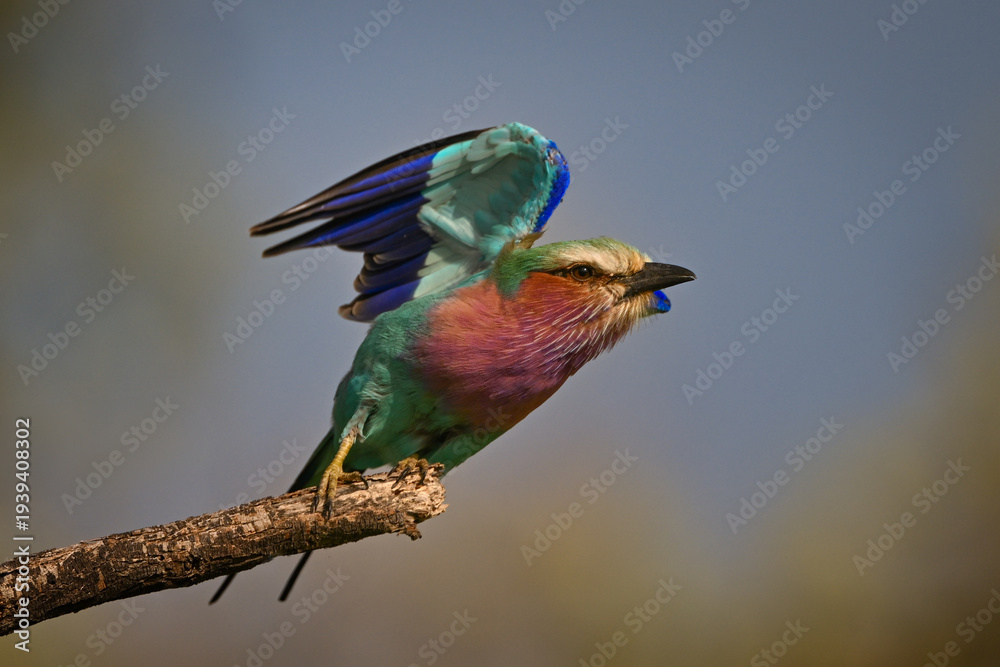 Obraz premium Lilac-breasted roller takes off with lifted wings