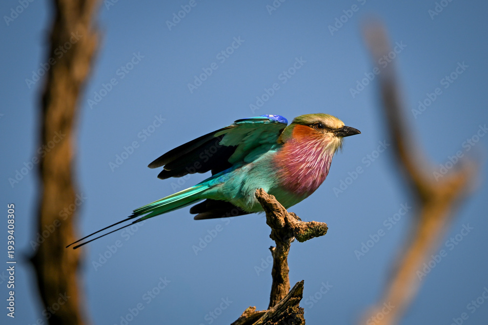 Fototapeta premium Lilac-breasted roller takes off from dead bough