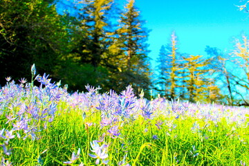 Papier peint photo Établissements de soins Fleurs sauvages de l'Oregon  © Rob