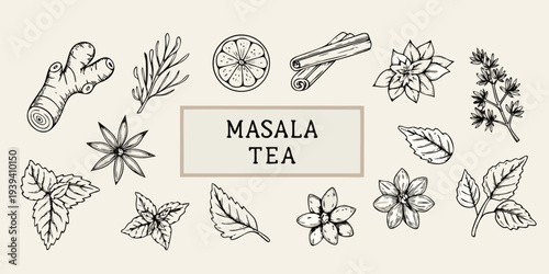 Hand drawn illustration of masala tea ingredients and botanical elements