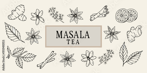 Botanical illustration of spices and herbs for masala tea blend
