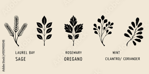 Botanical illustration of various herbs and their leaf shapes