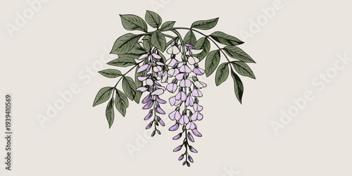Delicate wisteria vine with cascading purple flowers and green leaves