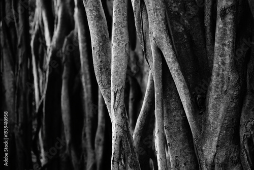 Detail of air roots of a banyan tree photographed in black and white