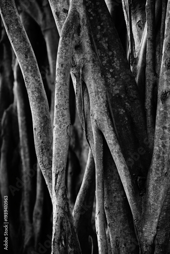 Detail of air roots of a banyan tree photographed in black and white