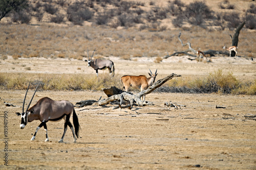 Quadro su tela Several oryx Oryx gazella and an eland Taurotragus oryx move across the open, dr