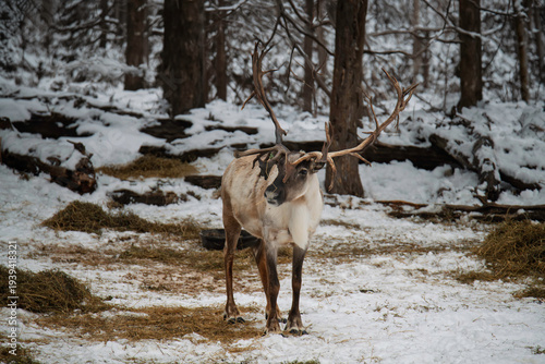 Reindeer in snow
