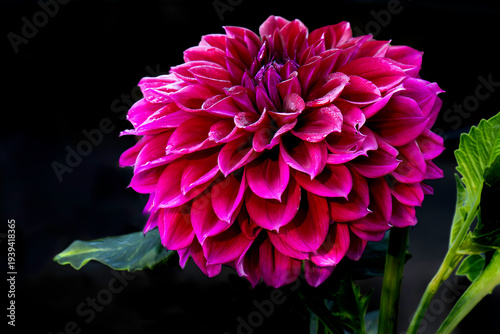 pink dahlia flower on black background 