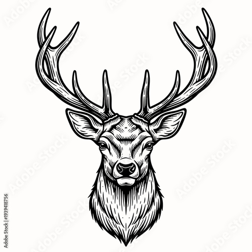 Vintage Deer Head Illustration. Engraved hand drawn sketch, isolated on white background.