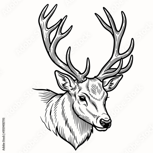 Vintage Deer Head Illustration. Engraved hand drawn sketch, isolated on white background.