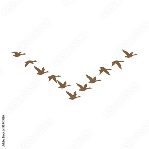 Flock of geese flying in a perfect v formation against a clean white background symbolizing migration unity and journey with wings spread wide in synchronized flight