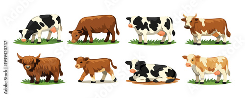 Group of cows grazing and standing on grassy foreground