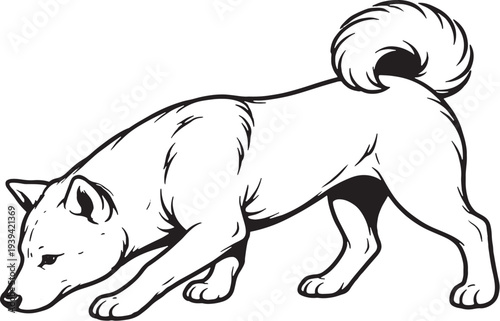 Shiba Inu Sniff Tracking Nose Down Side View Black and White Line Art Illustration