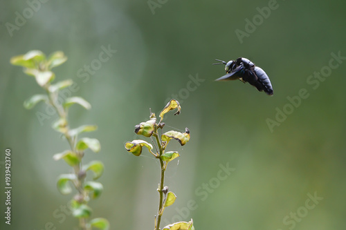 Macro photograph of a black carpenter bee hovering near a small plant branch. The insect is captured mid-flight with visible wings and glossy dark body against a smooth green natural background. Minim