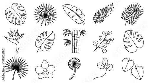 Collection of various line drawn tropical leaves and flowers on white background