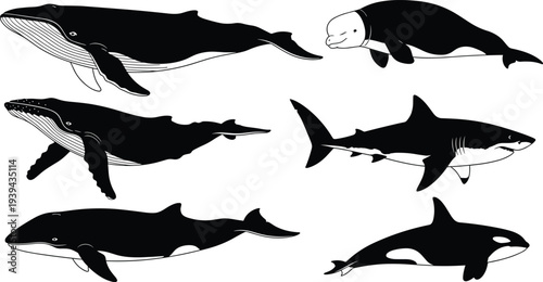 “Whale and shark silhouettes, humpback, beluga, blue whale, orca, great white shark icons, marine animals, vector illustration, ocean design”