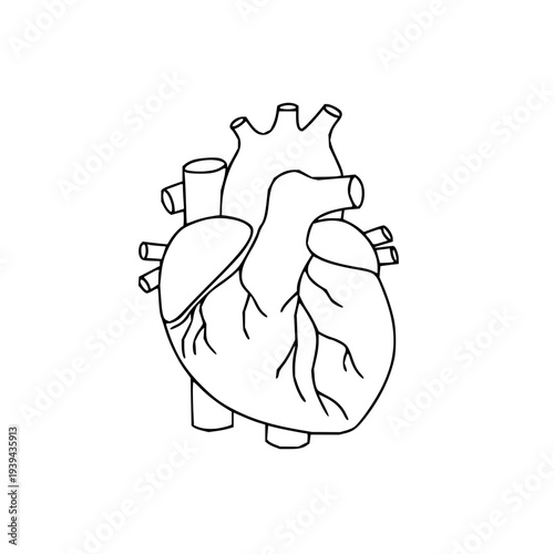 Anatomical illustration of the human heart with its major blood vessels, a medical symbol of life and health