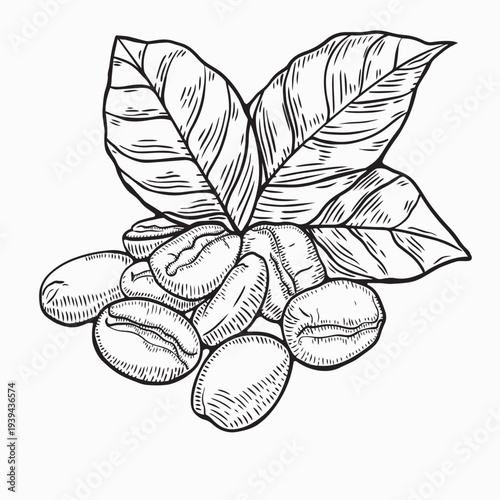 Hand drawn coffee beans with leaves in engraving style, vector sketch illustration isolated on white background