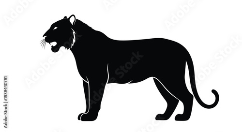 Majestic tiger stands powerfully in a striking black silhouette