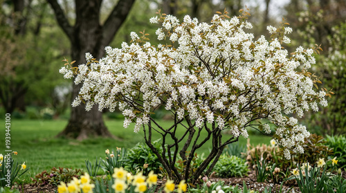 Snowy mespilus blooms