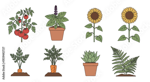 Garden Plants Tomatoes Sunflowers Carrots Herbs Succulent Fern.