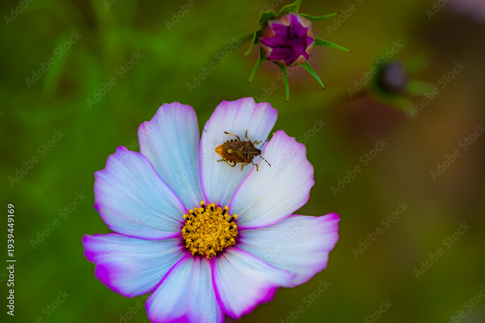 Fototapeta premium Guest on the Bloom: Stink Bug and Cosmos