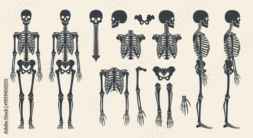 Human Anatomy Skeleton Set: Front, Side, and Rear Views, and Individual Parts