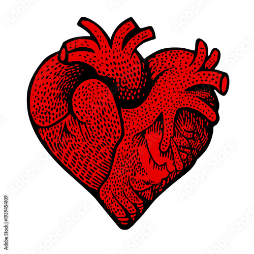 a stylized human anatomical heart in vibrant red Detailed black stippling and hatching provide texture and shading to the organ showing veins and arteries clearly