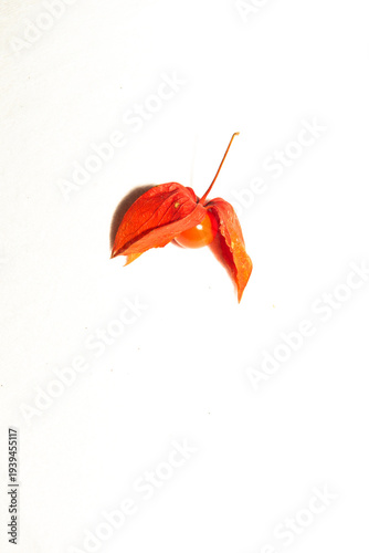 Cuadro en lienzo Red Lanterns on White: Still Life of Dried Physalis