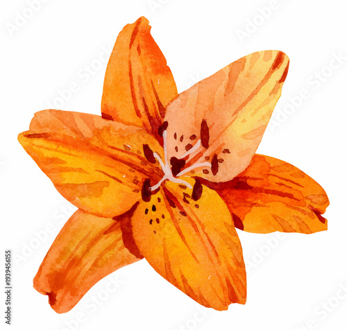 Orange Lily Watercolor Illustration