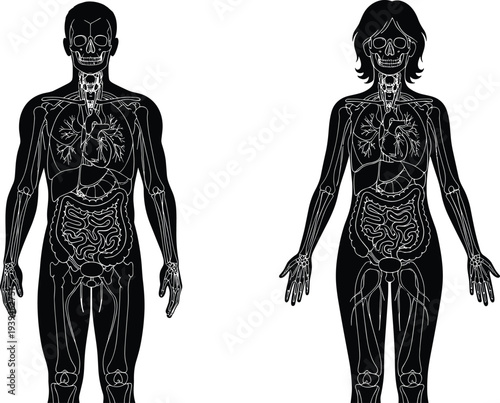 Human Anatomy Body Silhouette Set, Male and Female Internal Organs, Medical Vector Illustration, Skeletal System Digestive Respiratory Cardiovascular Diagram, Professional Healthcare Graphic
