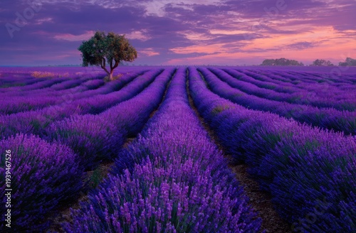 Wallpaper Mural Vibrant Purple Lavender Field at Sunset with Solitary Tree in Provence France. Torontodigital.ca