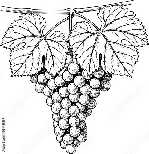 Detailed black and white of a ripe bunch of grapes with leaves a white background