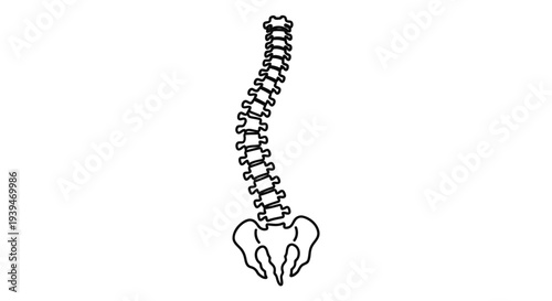 Minimalist black line drawing of a human skeleton with pelvis and spine isolated on white background