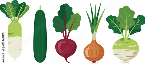 Healthy organic root vegetable vector set featuring radish cucumber beetroot onion and kohlrabi in a clean flat illustration style