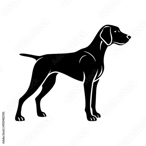Black silhouette of weimaraner hunting pose with elegant profile, standing alert and ready. Weimaraner hunting pose illustrates canine athleticism, alertness, and keen focus.