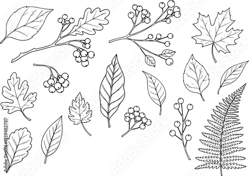 Collection of Hand Drawn Autumn Leaves Berries and Fern Botanical leaf berry
