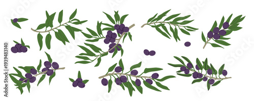 Black olive tree branch set with fruits, leaves. Vector illustration in retro cartoon flat style. Mediterranean food set of organic raw plants and canned olives. Cartoon black olive collection.