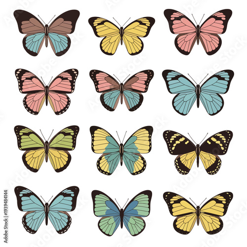 Colorful Butterflies in Different Colors and Patterns.