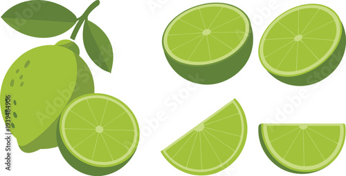 Clean Line Art Vector Illustration of Whole Limes on Branch with Leaves for Botanical Branding and Garden Inspired Graphic Design Projects